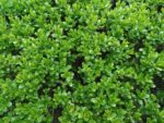 buxus sempervirens graham blandy bosso