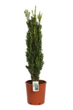 buxus sempervirens graham blandy bosso 2