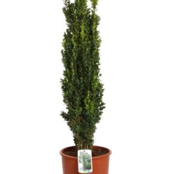 buxus sempervirens graham blandy bosso 2