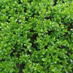 buxus sempervirens graham blandy bosso