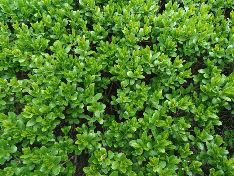 buxus sempervirens graham blandy bosso buxus sempervirens graham blandy bosso