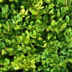 buxus suffruticosa pumila nano bosso 1