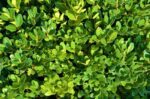buxus suffruticosa pumila nano bosso 1