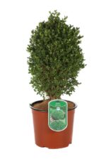 buxus suffruticosa pumila nano bosso