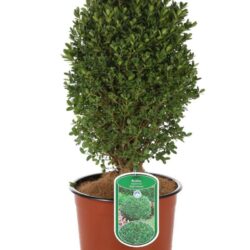 buxus suffruticosa pumila nano bosso