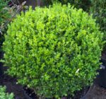 buxus suffruticosa pumila nano bosso 3