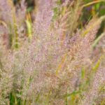 calamagrostis acutiflora brachytricha