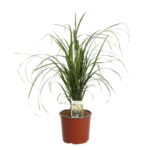 calamagrostis acutiflora brachytricha 2