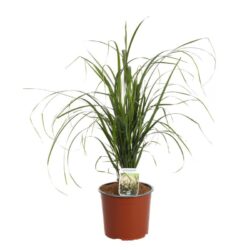 calamagrostis acutiflora brachytricha 2