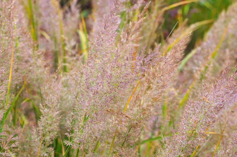 calamagrostis acutiflora brachytricha calamagrostis acutiflora brachytricha