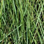 calamagrostis acutiflora karl foerster 1