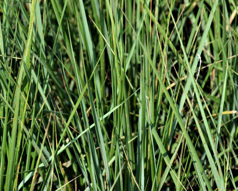 calamagrostis acutiflora karl foerster 1