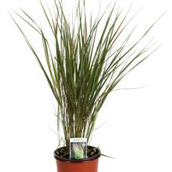 calamagrostis acutiflora karl foerster