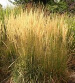 calamagrostis acutiflora karl foerster 4