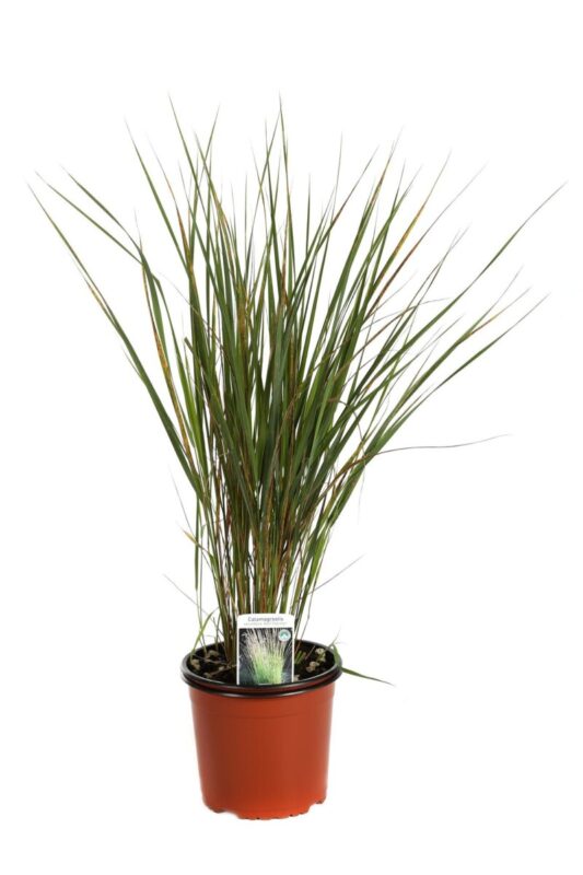 calamagrostis acutiflora karl foerster
