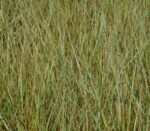 calamagrostis acutiflora overdam