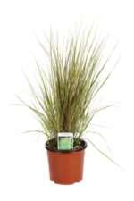 calamagrostis acutiflora overdam 2