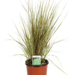 calamagrostis acutiflora overdam 2