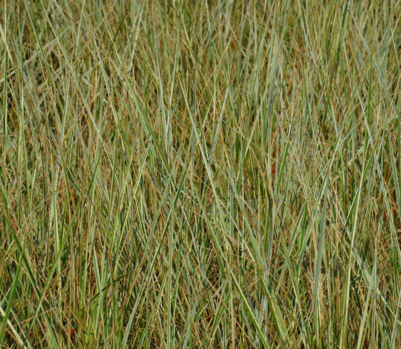 calamagrostis acutiflora overdam
