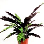 calathea insignis goeppertia