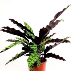 calathea insignis goeppertia