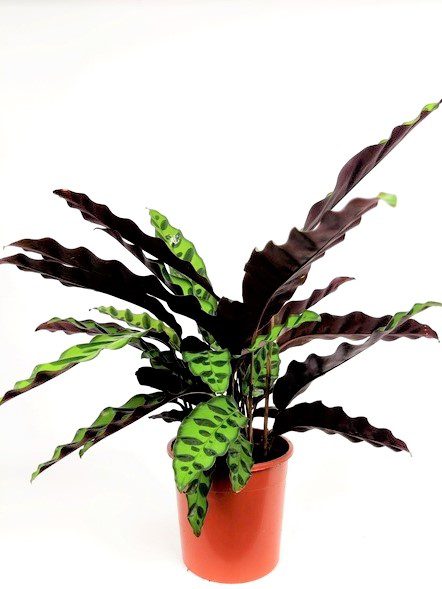 calathea insignis goeppertia calathea insignis goeppertia