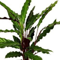 calathea insignis lancifolia 1