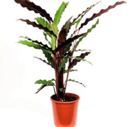 calathea insignis lancifolia