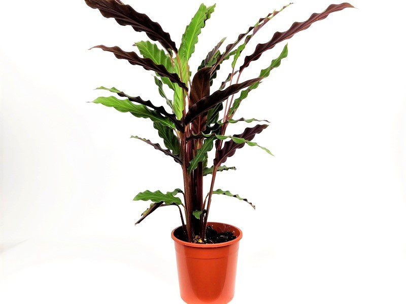calathea insignis lancifolia calathea insignis lancifolia