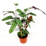 calathea louisae 2