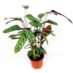 calathea louisae 2