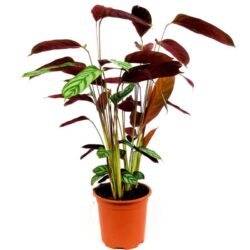 calathea louisae