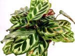 calathea makoyana compact 1