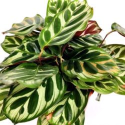 calathea makoyana compact 1
