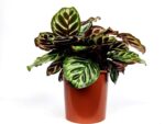 calathea makoyana compact