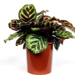 calathea makoyana compact