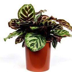 calathea makoyana compact