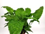 calathea musaica 1