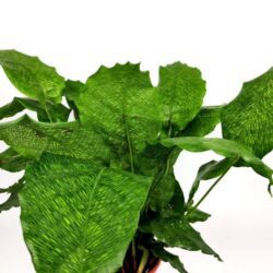 calathea musaica 1
