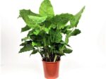 calathea musaica