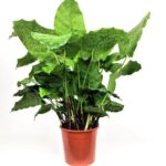 calathea musaica