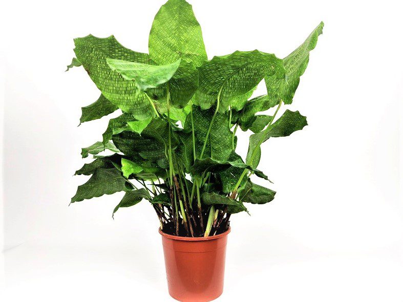 calathea musaica calathea musaica