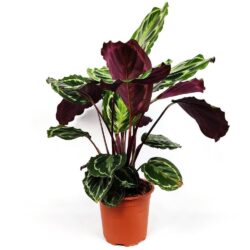 calathea roseopicta medallion 1