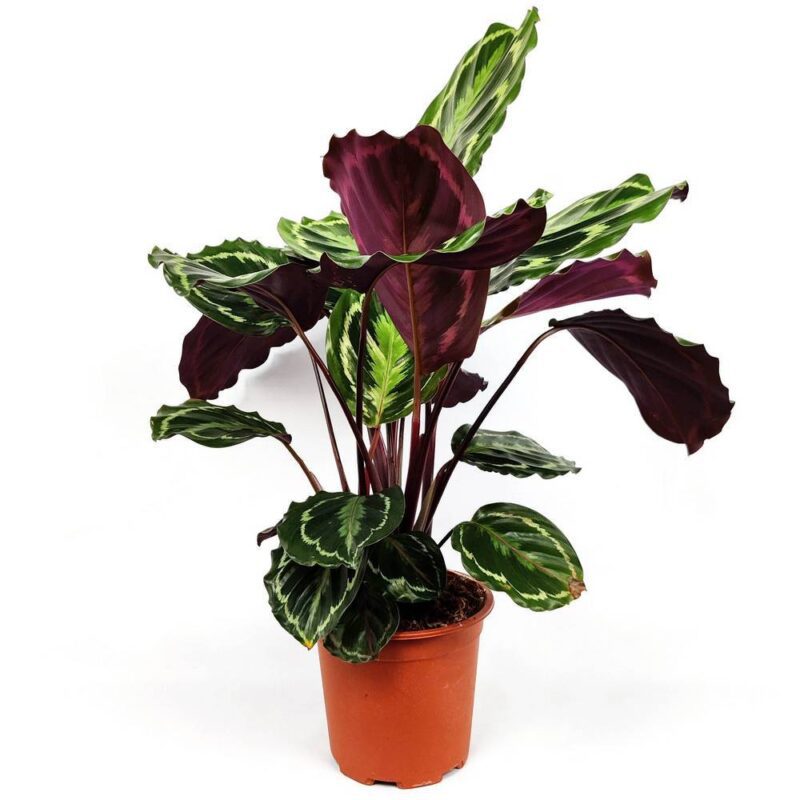 calathea roseopicta medallion 1