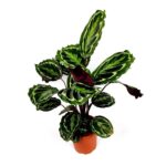 calathea roseopicta medallion