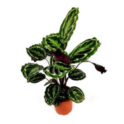 calathea roseopicta medallion