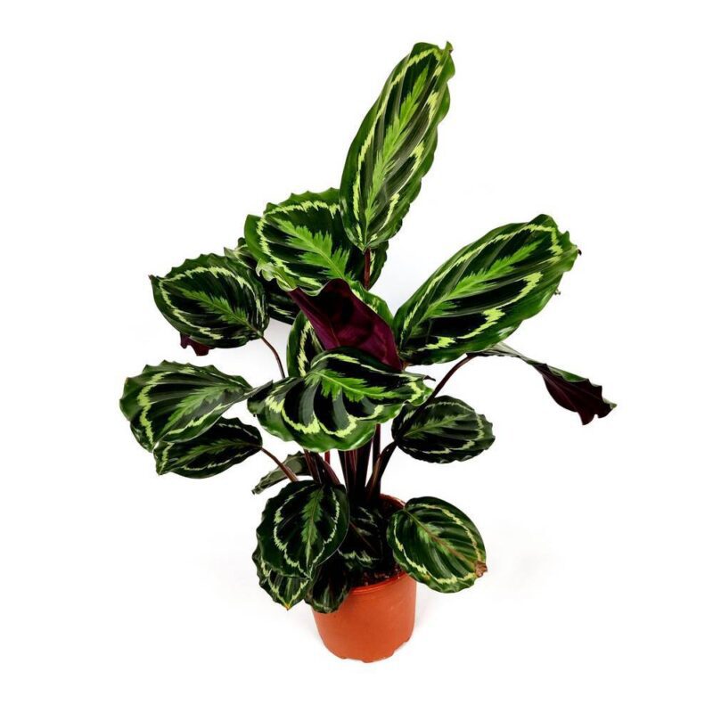 calathea roseopicta medallion