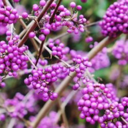 callicarpa bodinieri imperial pearl 1
