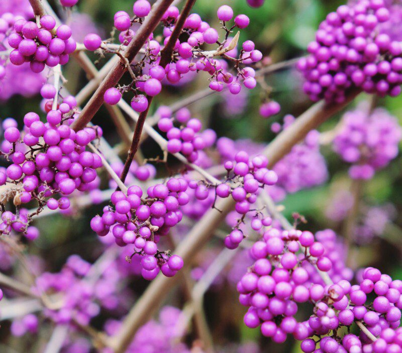 callicarpa bodinieri imperial pearl 1 callicarpa bodinieri imperial pearl 1