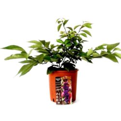 callicarpa bodinieri imperial pearl 3
